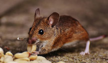 24 Hour & Emergency Exterminators in Butte, NE